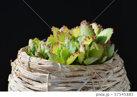 マザーリーフ 37545885