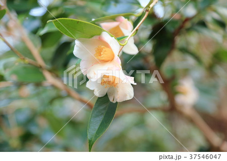 ツバキの花　昭和侘助 37546047