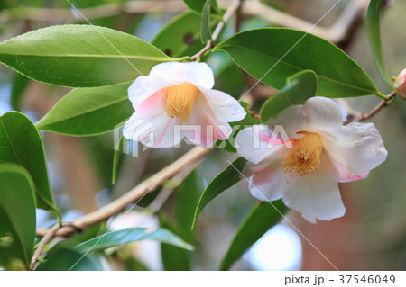 ツバキの花　昭和侘助 37546049