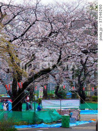 上野恩賜公園 桜 上野恩賜公園 桜 37546260