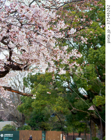 上野恩賜公園　桜 37546262