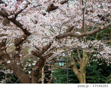 上野恩賜公園 桜 上野恩賜公園 桜 37546263