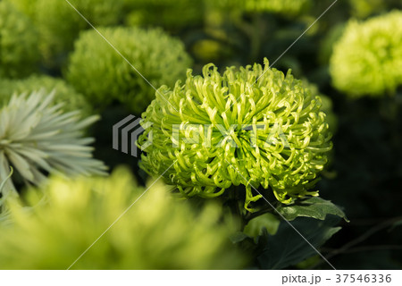 Beautiful green Mums or Chrysanthemums. 37546336