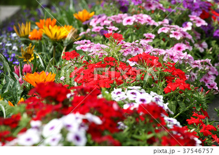 春から夏の可愛い花の花壇 春から夏の可愛い花の花壇 37546757