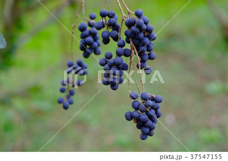 プリペットの黒い実。 37547155