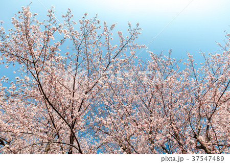 桜の花 37547489