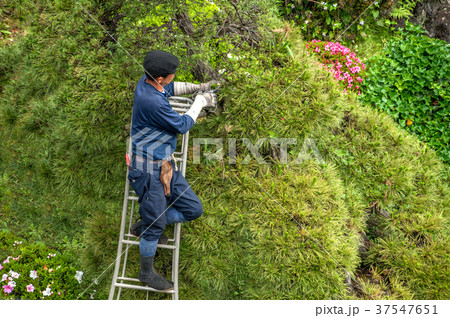 庭師の剪定作業 庭師の剪定作業 37547651