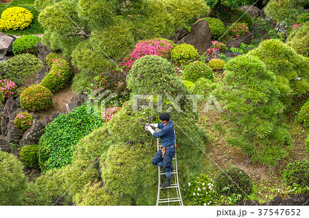 庭の植木の剪定作業 37547652