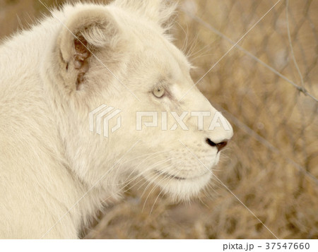 アフリカ アフリカ大陸 アフリカ産 37547660