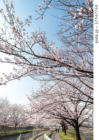 見沼田んぼ 日本一の桜回廊 見沼田んぼ 日本一の桜回廊 37547744
