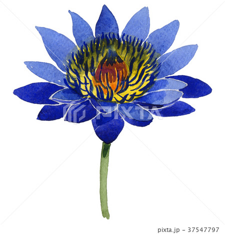 Wildflower lotus flower in a watercolor style 37547797