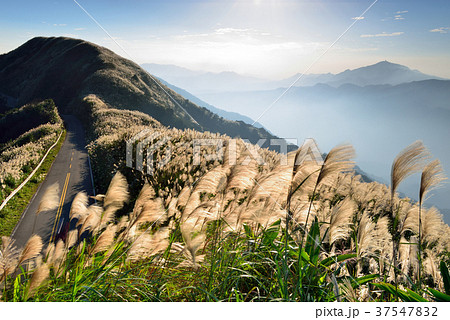 九フン 九份 すすき 37547832