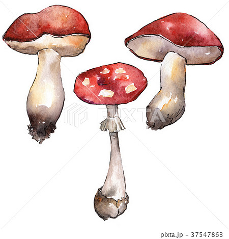 Mushrooms healthy food in a watercolor style 37547863