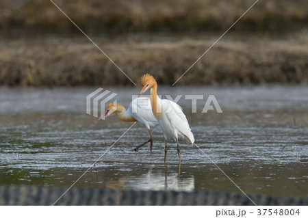 アマサギ 37548004