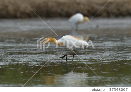 アマサギ 37548007