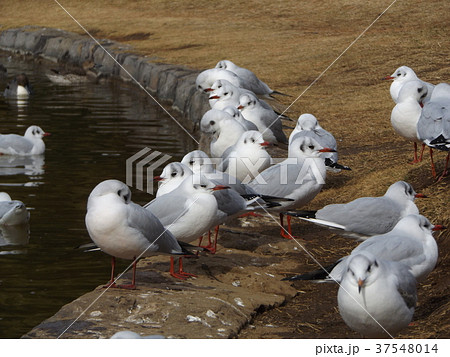稲毛海浜公園に飛来したユリカモメ 37548014