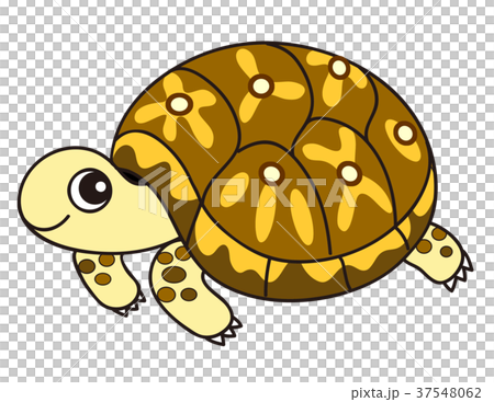 一隻烏龜 37548062