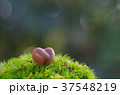 バレンタインデー　チョコレート 37548219