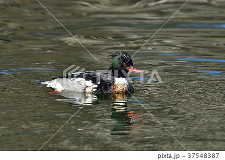 ウミアイサ 37548387