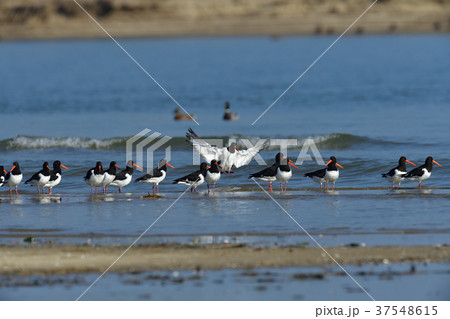 ミヤコドリ ミヤコドリ 37548615