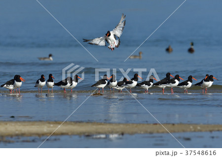 ミヤコドリ 37548616