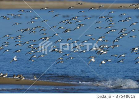 ハマシギ飛翔 ハマシギ飛翔 37548618