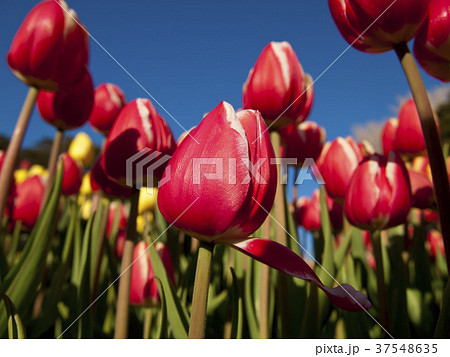 赤いチューリップと青空 赤いチューリップと青空 37548635