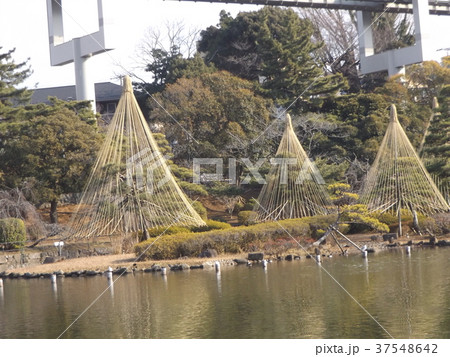 千葉公園綿打池の冬の風物詩雪吊り 37548642
