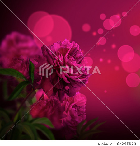 Pink peony flowers blossom on dark background Pink peony flowers blossom on dark background 37548958