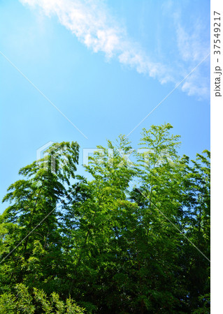 涼しげな竹林 37549217