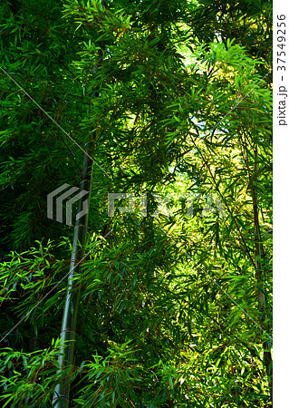 涼しげな竹林 37549256