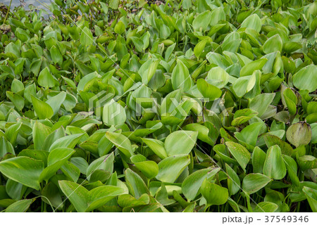 Hyacinth in the reservoir 37549346