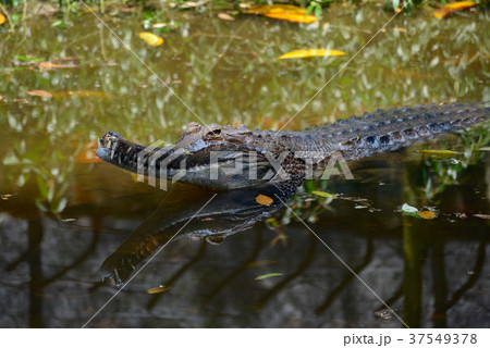 False gharial 37549378