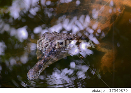 False gharia 37549379