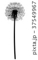 シルエット　たんぽぽの綿毛 37549967