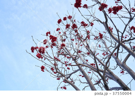 hokkaido Japan 37550004