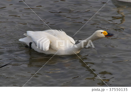 白鳥　犀川　安曇野 37550135