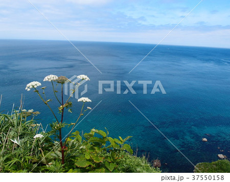 初夏の神威岬 37550158