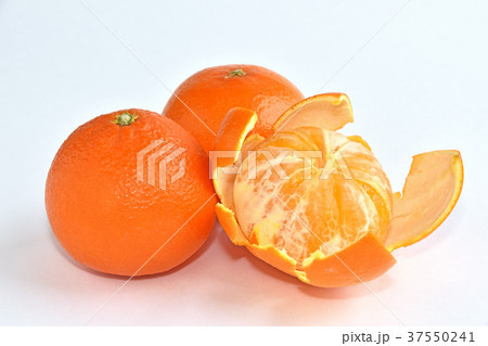 天草（あまくさ） 37550241