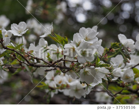 オオシマザクラ 37550536