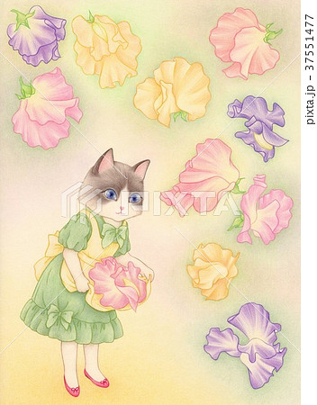 スイートピーフラフラ 37551477