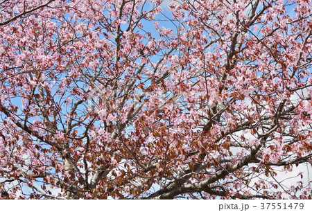 桜 37551479