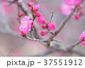 梅の花 37551912