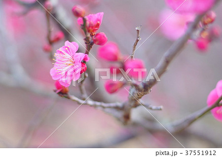 梅の花 37551912