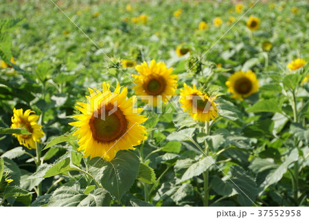 タイ王国サラブリー県のひまわり、ヒマワリ、向日葵、サンフラワー(Sunflower) タイ王国サラブリー県のひまわり、ヒマワリ、向日葵、サンフラワー(Sunflower) 37552958