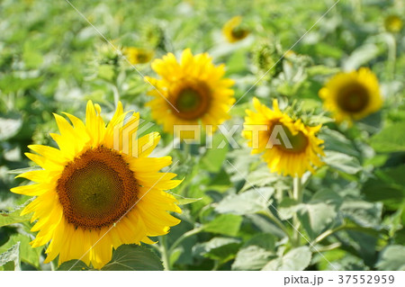満開のひまわり、ヒマワリ、向日葵、サンフラワー（Sunflower） 37552959