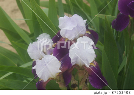 ジャーマンアイリス 37553408