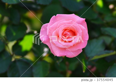 バラ　チェリッシュ 37554045