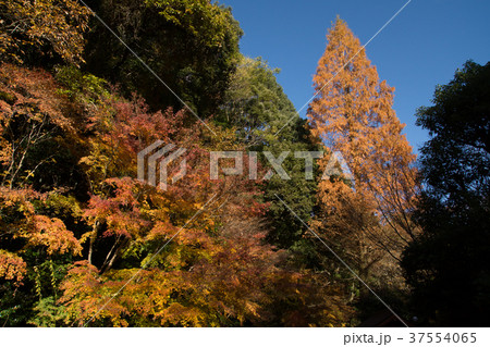 湯河原万葉公園の紅葉の写真素材