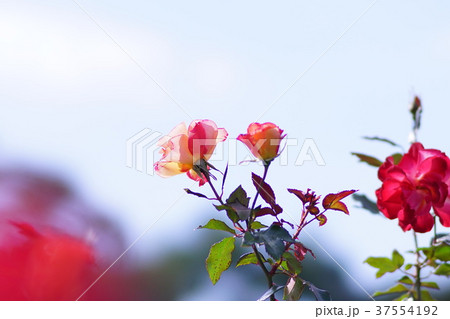 バラ　チャールストン 37554192